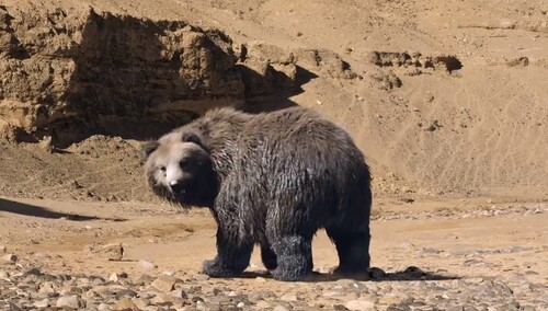《七十七天》片段：赵汉唐再遭群狼围攻幸得熊瞎子相救