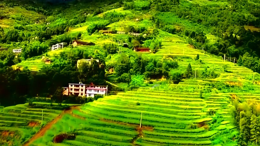 溆浦：山背梯田丰收美景