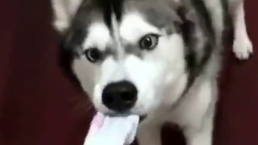 网红萌宠圈：想念你的味道 二哈咬住袜子不撒嘴