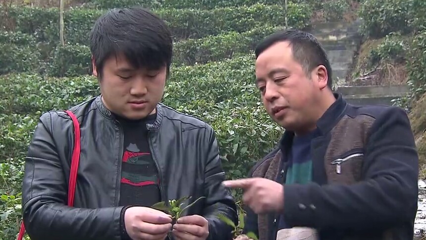 万企帮万村 隆平茶业：帮助村里种出“致富叶”