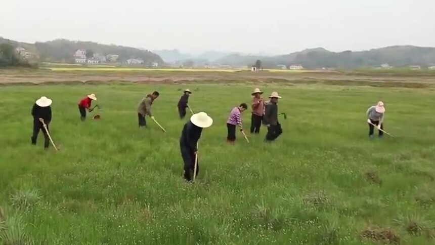 澧县：滩涂种芦苇 加速湿地恢复