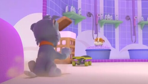 帮不爱洗澡的灰灰洗澡真难