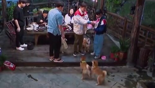 何老师喂狗宝宝们时间，小瓢老想抢“姐姐”的饭吃