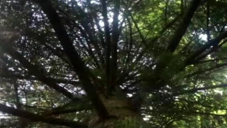 湖南南山国家公园发现1100余株资源冷杉