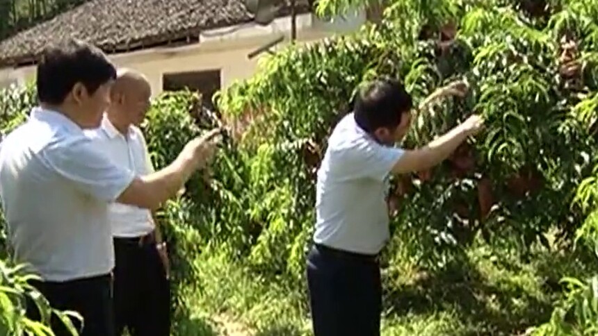 追忆黄诗燕（2）：广种黄桃 致富万家