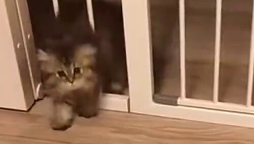 【每日一萌】众所周知猫是液体的，但是小猫咪你这小碎步是不是过于可爱了，鬼鬼祟祟又小心翼翼