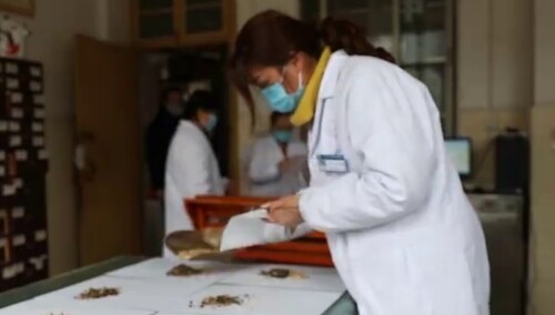 江华：为市民免费提供中药茶饮