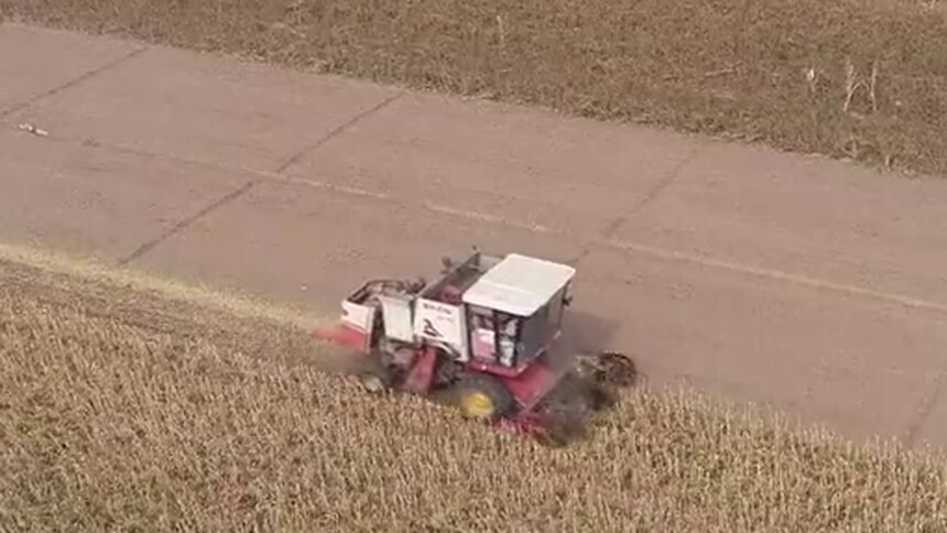 金秋时节“采豆”忙