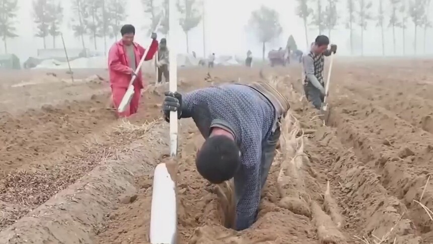 河北邢台：冬收冬种助农增收