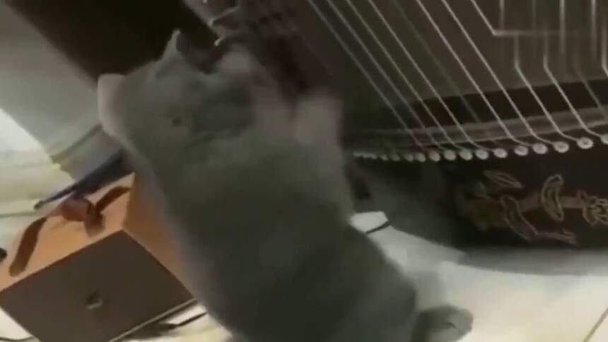镜头拍下全过程，猫咪偷偷弹主人古筝，音乐奇才呀！