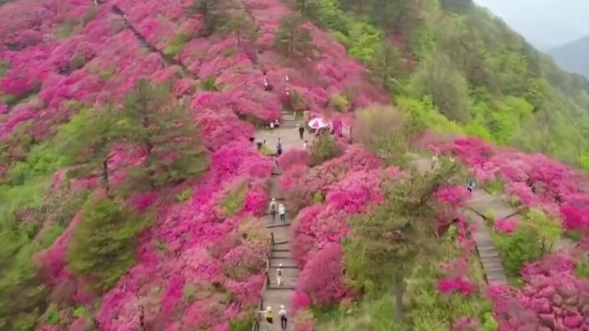 杜鹃花又开 湖北麻城百万亩杜鹃花海等你来