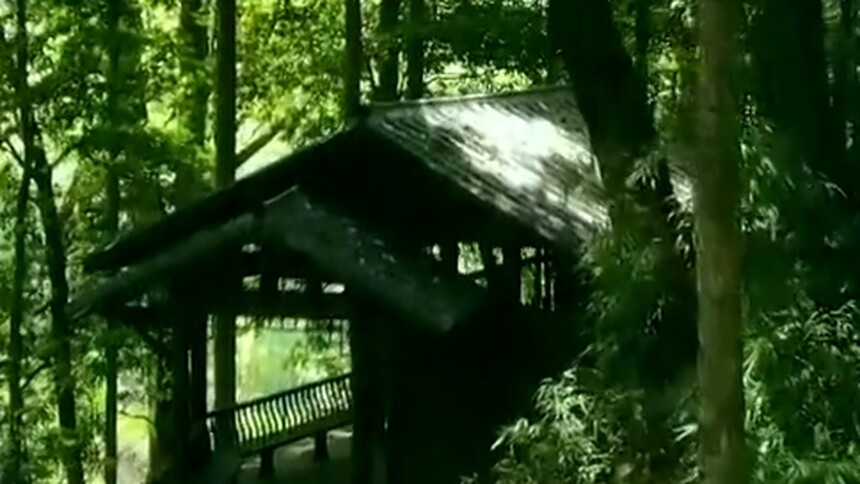 福建浦城：林木森森
