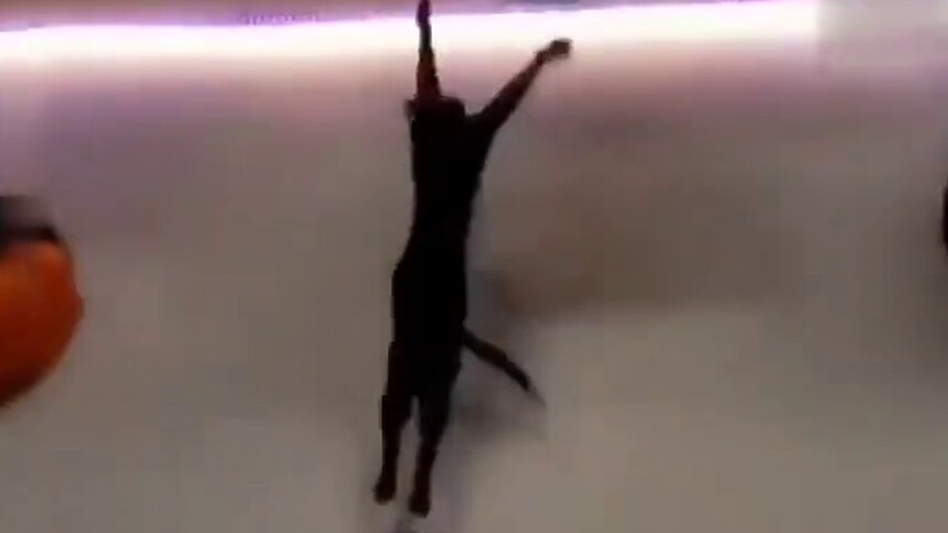 【每日一萌】猫咪特工图鉴！猫咪跑酷，哈哈哈哈哈是特工猫咪没错了