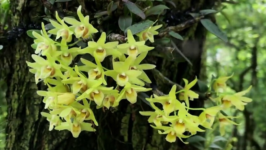 贵州安龙：“上树”石斛花开