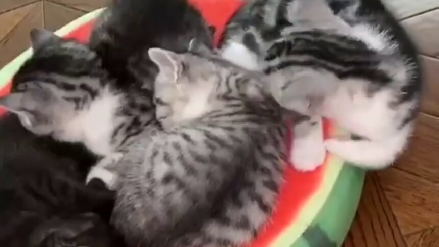 【每日一萌】吃一垫，长一智。还是睡这个位置最安全！