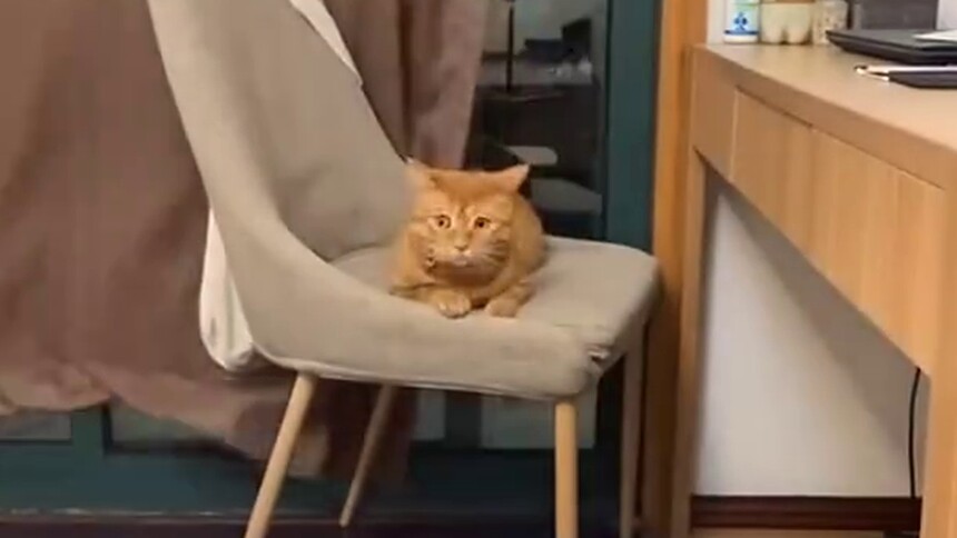 如何让猫咪乖乖喝水？事实证明，要用科学方法教育家里的毛孩子！