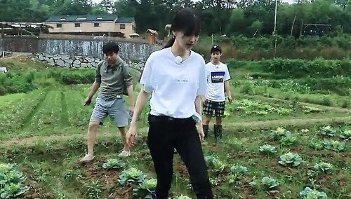 baby田间喊话晓明哥：别送玫瑰花送卷心菜！