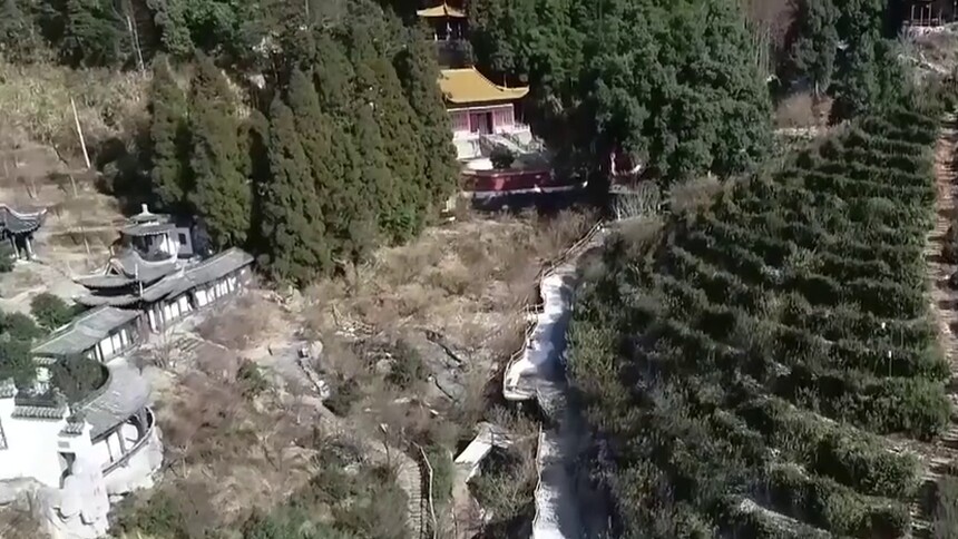 好看！千株腊梅傲寒绽放