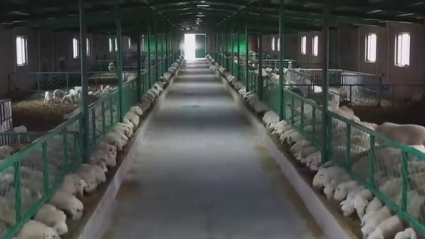 新疆尉犁县：营养餐  加棉被  暖风机  羊妈羊宝儿度寒潮