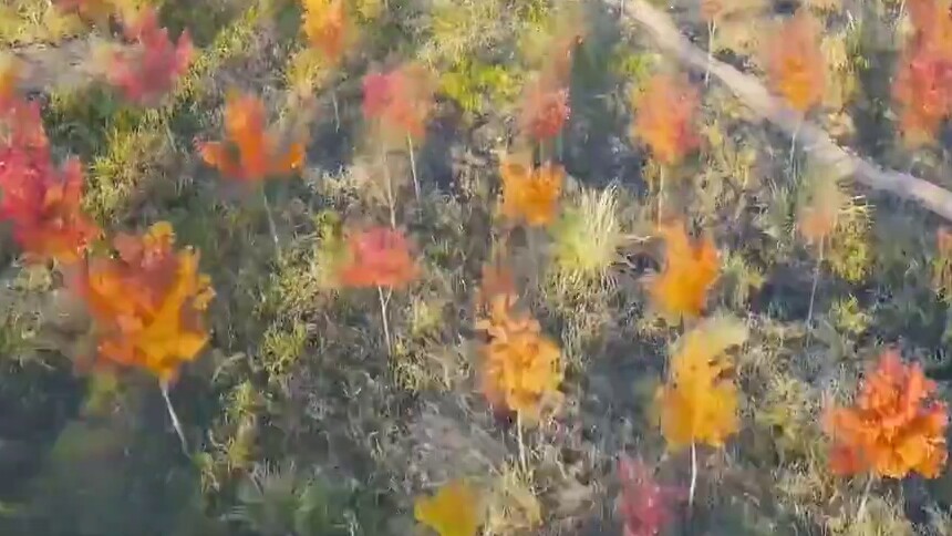 欲见胭脂霜红浸 晚秋寻枫舞旗山