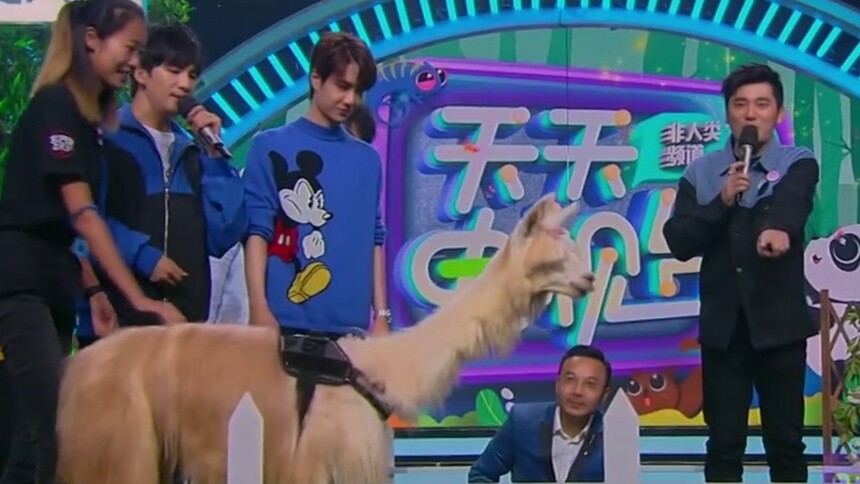 笑翻在地 羊驼宁愿和小香猪亲亲也不理大张伟艾伦