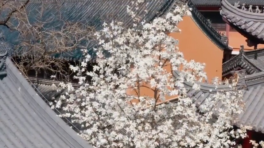 南京：玉兰花开 春意徐来