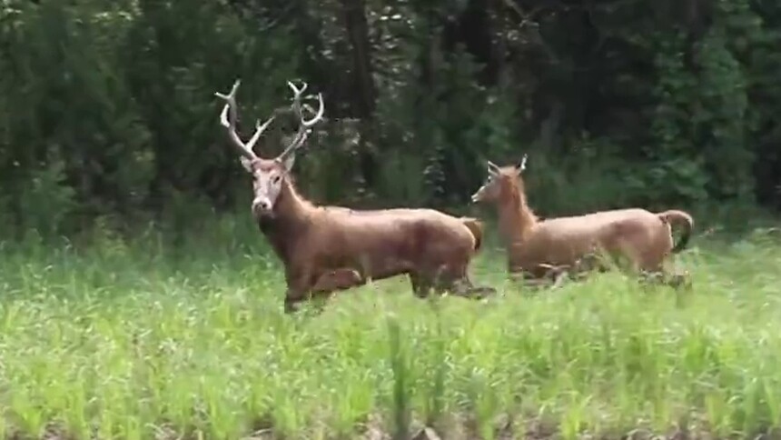 岳阳华容集成麋鹿保护区“添新丁”