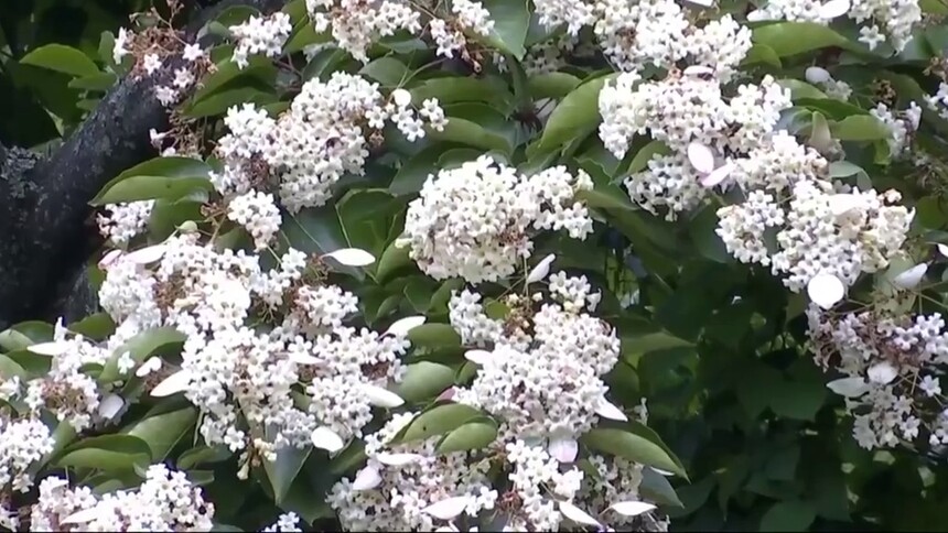 美气！百年丁木再开花