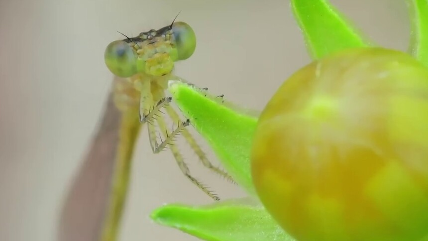 我和生物多样性的故事|昆虫保育师——任斌斌