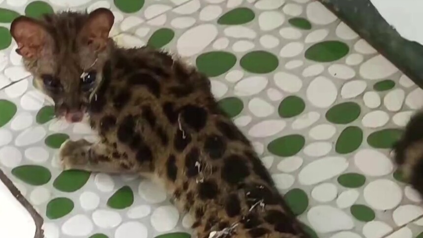 祁东：斑林狸闯入办公楼 确认健康后放归山林