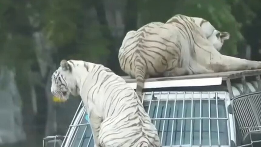上海：“十一”黄金周猛兽活泼“归来”