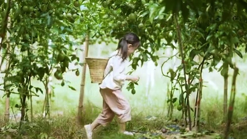 《芒果农场·丰收季》：香香的秋天第一篇