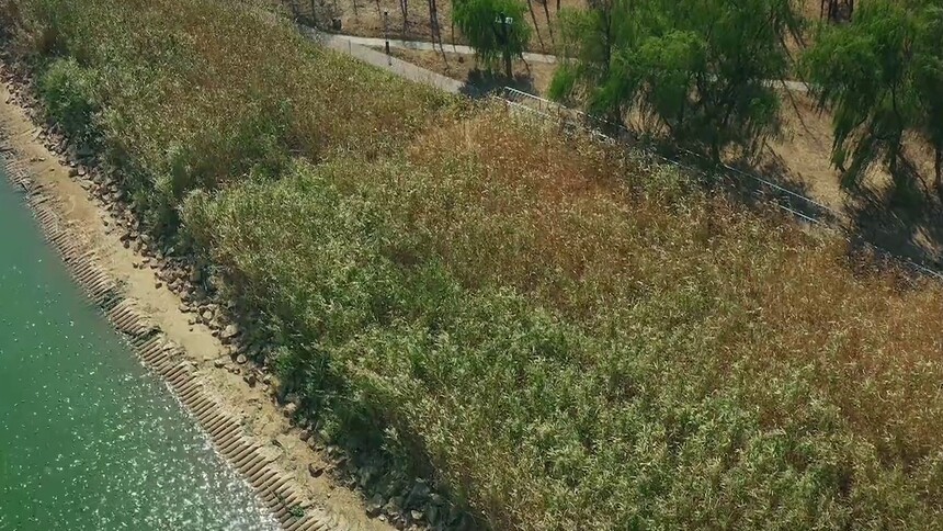 芒果嗨玩第8期：长沙最美芦苇荡——巴溪洲