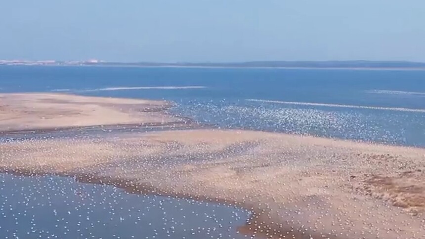 河北秦皇岛：七里海潟湖湿地生态恢复万鸟齐飞