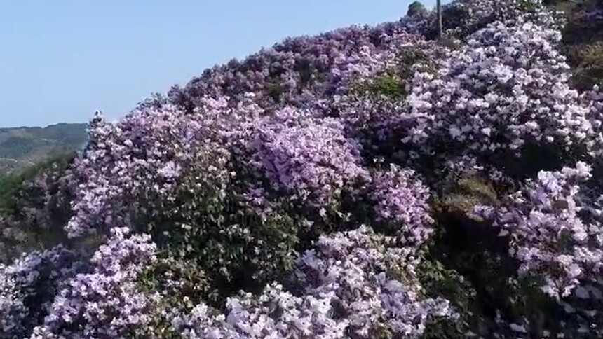 野杜鹃花海盛放 美哉！麻阳熊山之巅