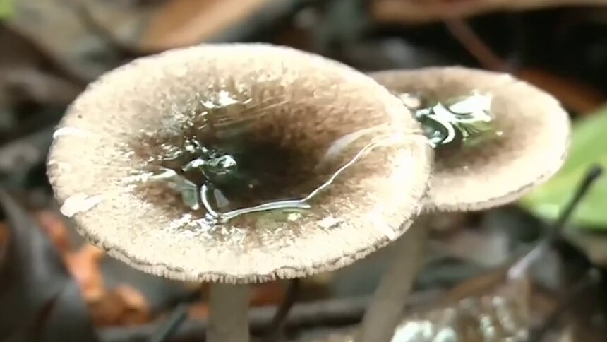 又到毒蘑菇高发季 专家提醒：野生的就吃不得