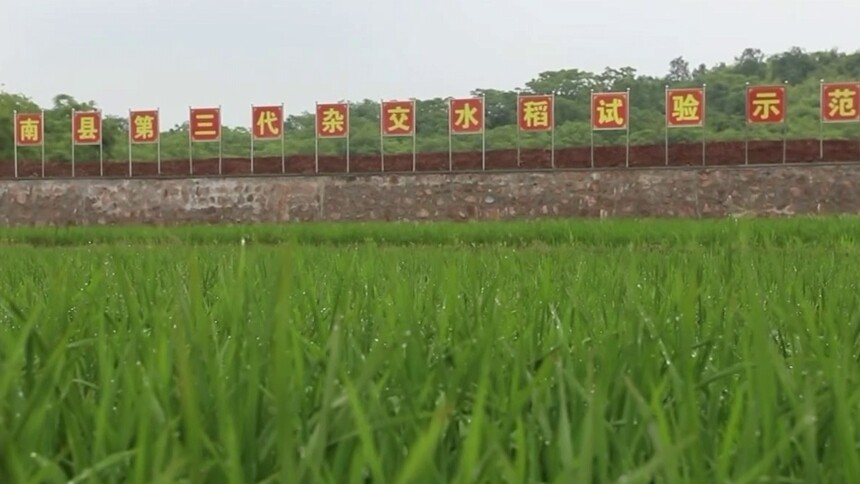 一起仰望“隆平星” 风吹过稻田 我就想起了您