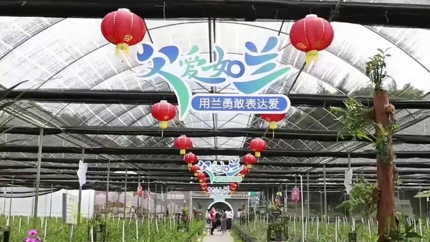 广东四会：兰花迎来销售热潮