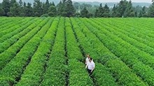 刘仲华：解开“金花”奥秘 中国茶香万里
