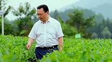 （田野上最亮的星）刘仲华：解开“金花”奥秘 中国茶香万里