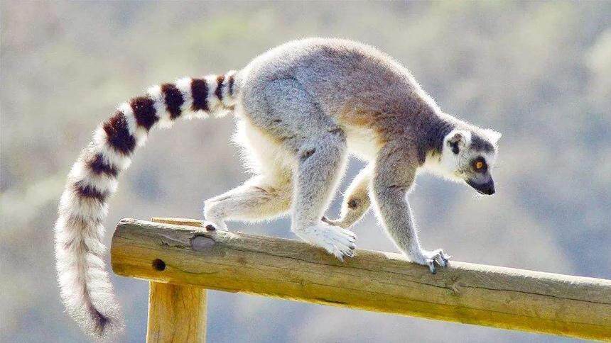 探索神奇的马达加斯加