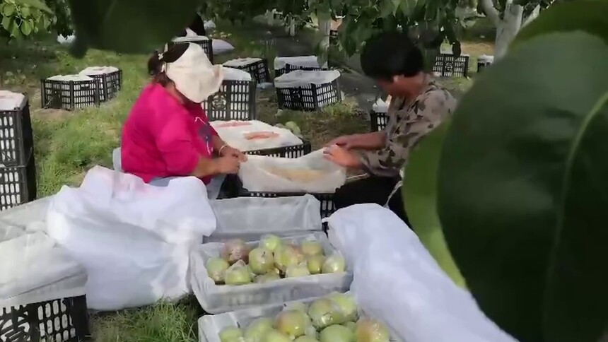 山西平陆：玉露香梨喜丰收