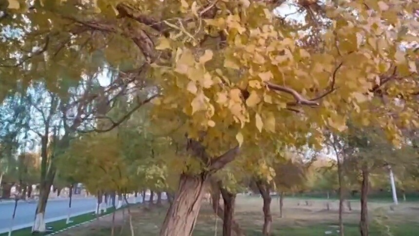 神舟十六号航天员乘组返回地球 大漠胡杨与东风航天人共同守望