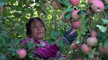 千城百县看中国｜河北唐山：苹果喜丰收 果农采摘忙