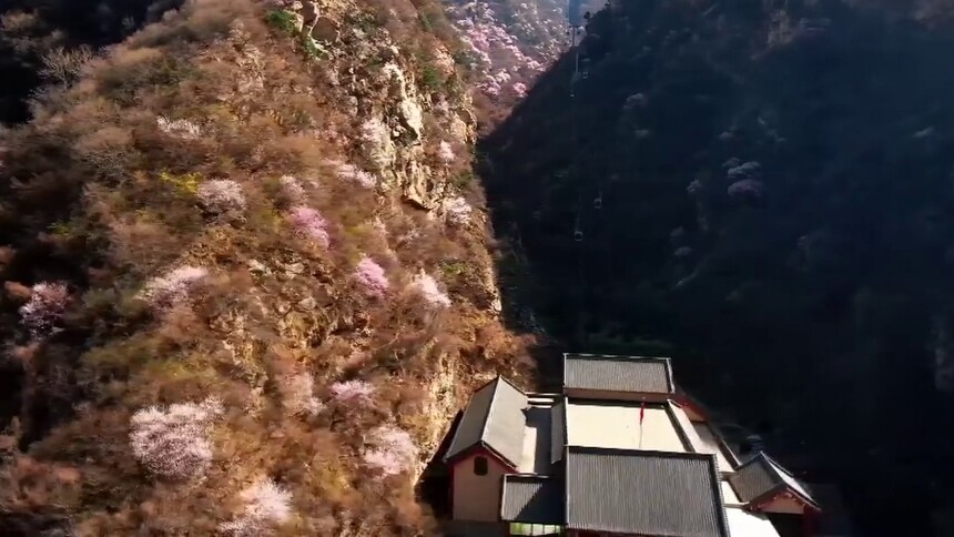西岳华山：山桃花开 灿若云霞