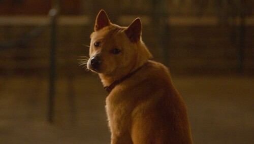 《忠犬八公》定档3月31日 再现狗狗感动全球数亿人的故事