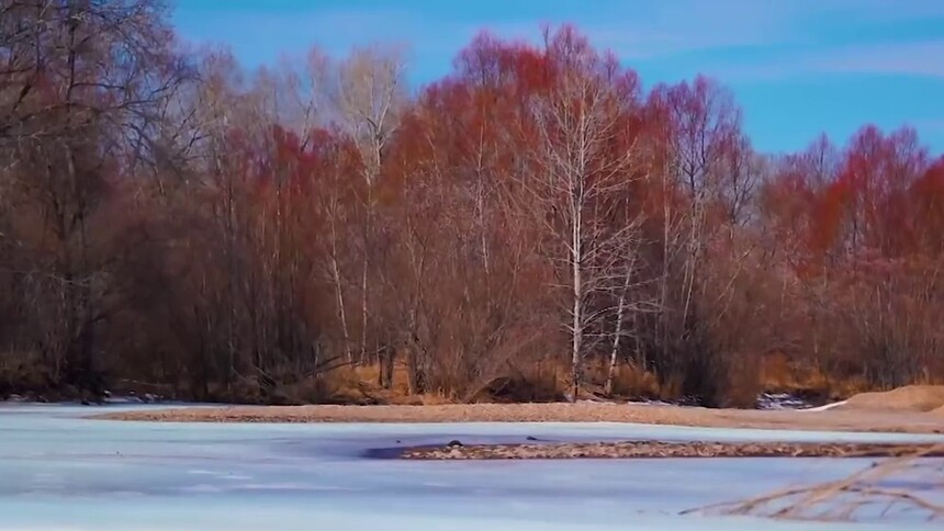 千城百县看中国｜内蒙古阿荣旗：莺啼燕语 冰融柳红