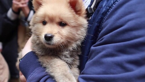 《忠犬八公》“一群大黄”特辑 狗狗主演竟是流浪狗