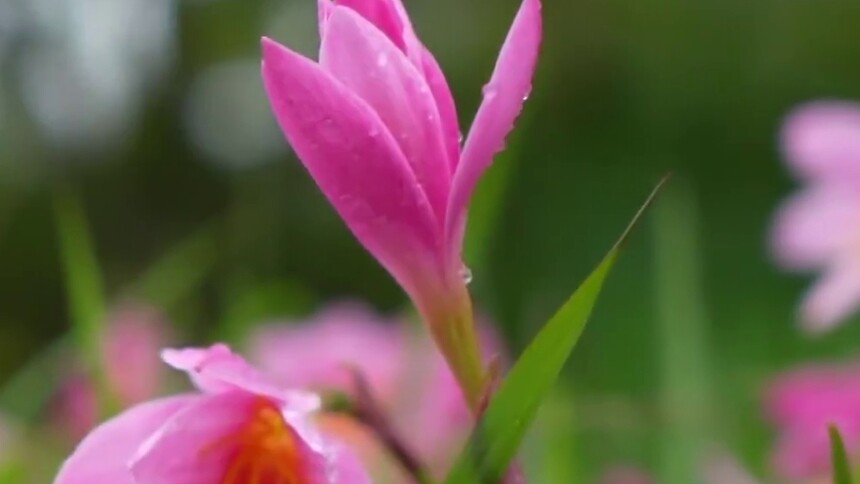 千城胜景｜云南施甸：水仙花开颜如玉  满眼繁花染夏日
