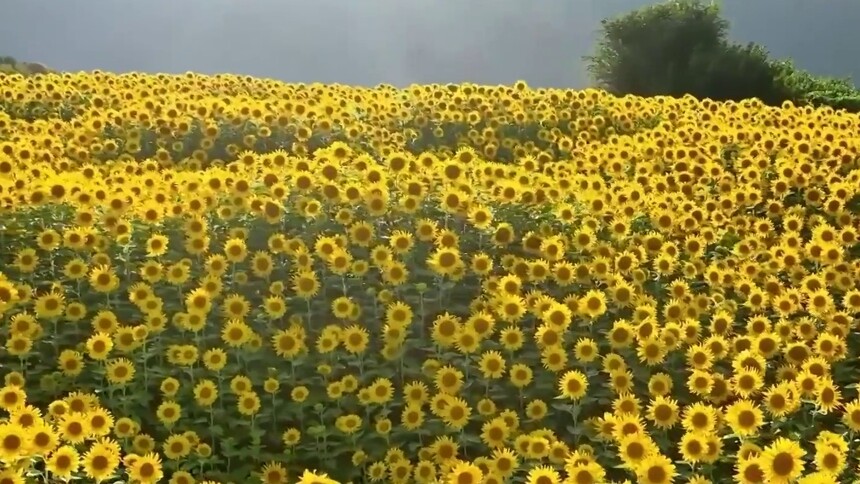 千城胜景｜吉林双阳：向日葵花海等你来